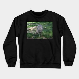 Babirusa Crewneck Sweatshirt